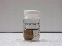 藏品(四棘蝴蝶魚)的圖片